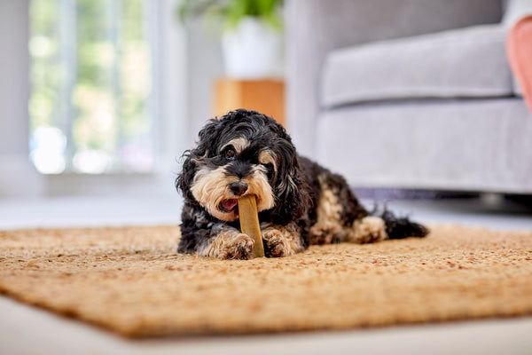 YAKERS Natural Chews for Dogs, Original, Small (Pack of 1) - Natural Dog Treats & Occupier Chews - Dry Himalayan Dog Chew Bar, Durable and Healthy Dog Chew, Natural Dog Chews & Dog Treats