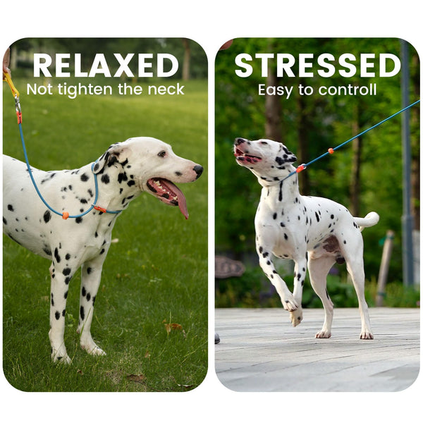 Howgo Dog Slip Lead Dog Leash, Training Leash, No-Pull Lightweight Slip Lead and Collar, Heavy Duty & Durable, Padded Handle, for All Breeds (MultiColor, 5.5FT)