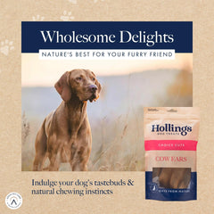 Hollings Cow Ears Dog Treats, 100% Natural & Nutritious Long Lasting Chew Treats for Adult Dogs, Grain Free & High in Protein, Pack of 1 (3 Pieces)