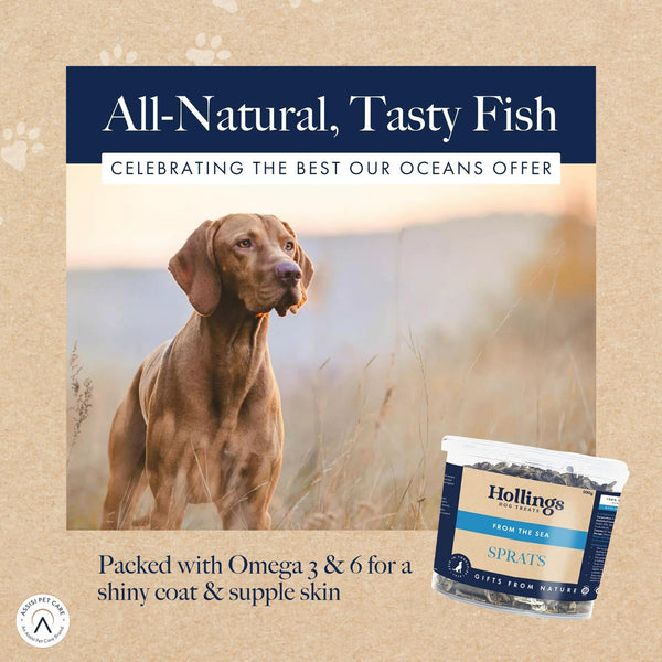 Hollings Sprats Dog Treats Tub, 100% Natural with Fresh Fish Air Dried Treats for Dogs, Hypoallergenic and Grain Free 500g