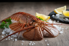 Cigal  (Slipper Lobster)