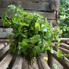 Mint -  Bunch